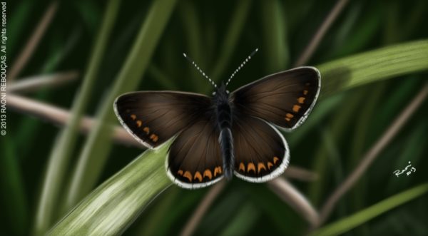Aricia agestis