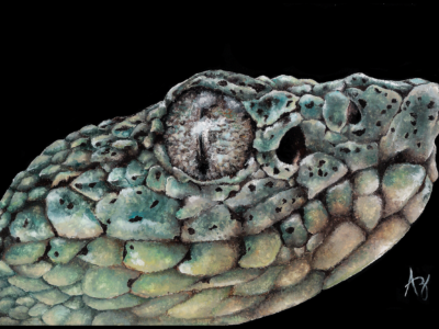 Bothrops bilineatus