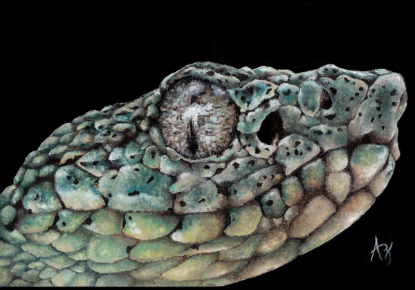 Bothrops bilineatus
