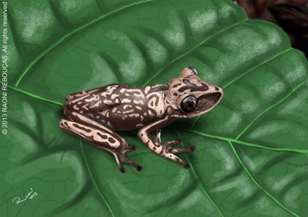 Aparasphenodon brunoi