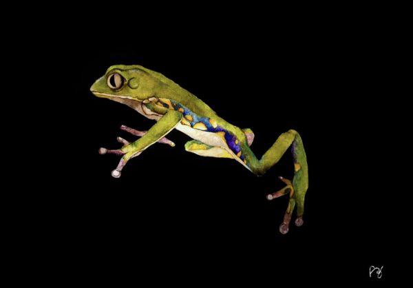 Phyllomedusa