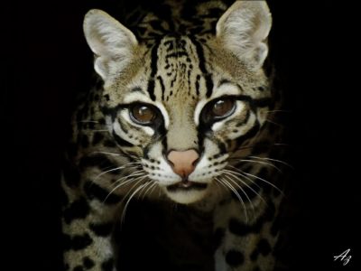Leopardus pardalis