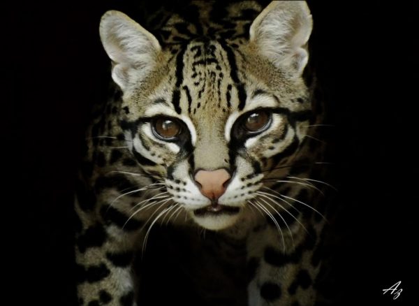 Leopardus pardalis