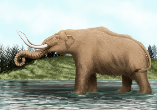 Mastodon