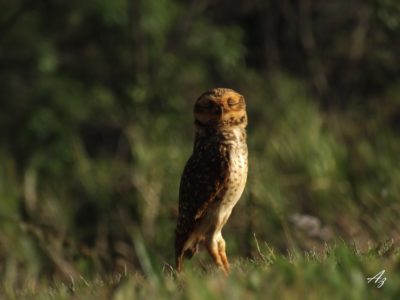 Athene cunicularia