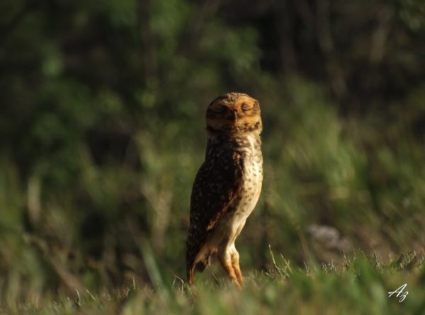 Athene cunicularia