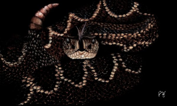 Crotalus durissus
