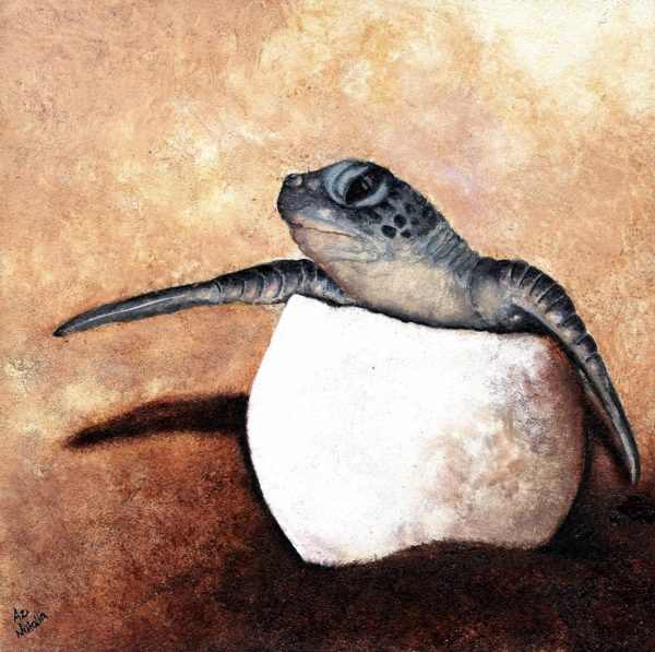 Dermochelys coriacea