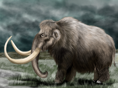 Mammuthus primigenius