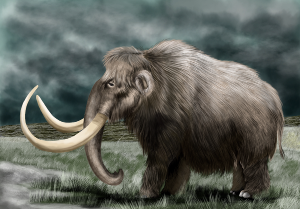 Mammuthus primigenius