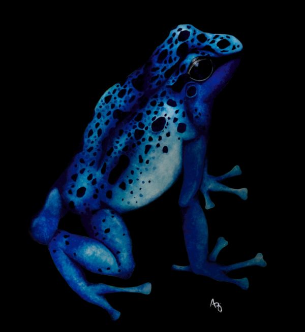 Dendrobates tinctorius